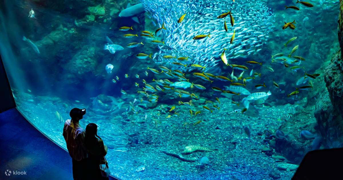 新江ノ島水族館 入館チケット (